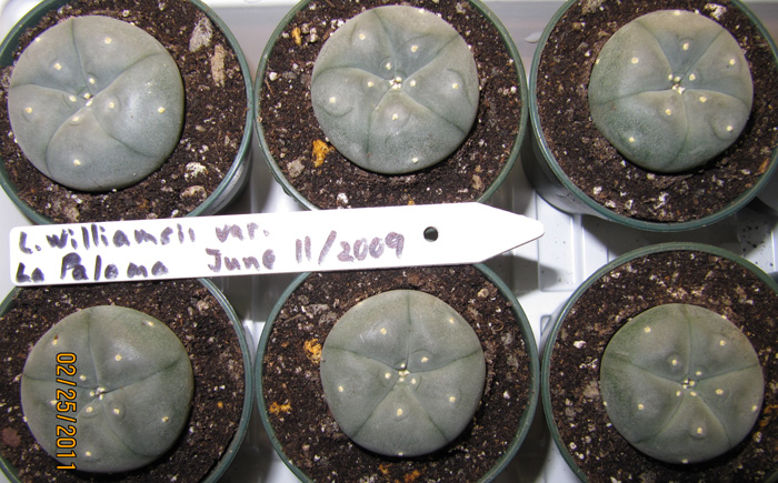 Lophophora Williamsii var. La Paloma